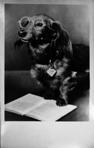 Dachshund of dr Zofia Lubina Kawecka, the librarian of UL between 1950-1958. Photo Rkp. 3189