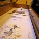 W gablocie muzealnej eksponowane są skomplikowane prace artystyczne z papieru, w tym wycinek przedstawiający motyle i liście, a także inne płaskie dzieła sztuki. W tle widać zwiedzających.